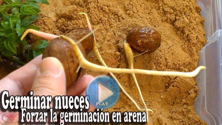 Como germinar nueces en arena