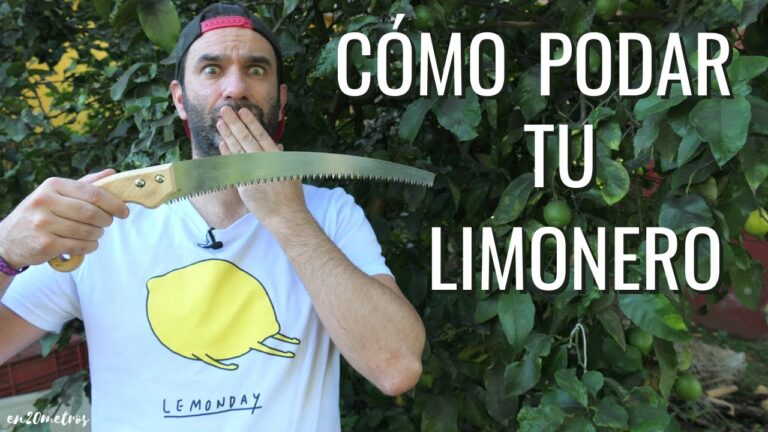 Como puedo podar un limonero