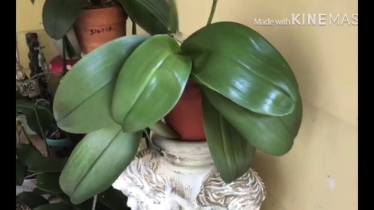 Como podar orquídeas para que florezcan