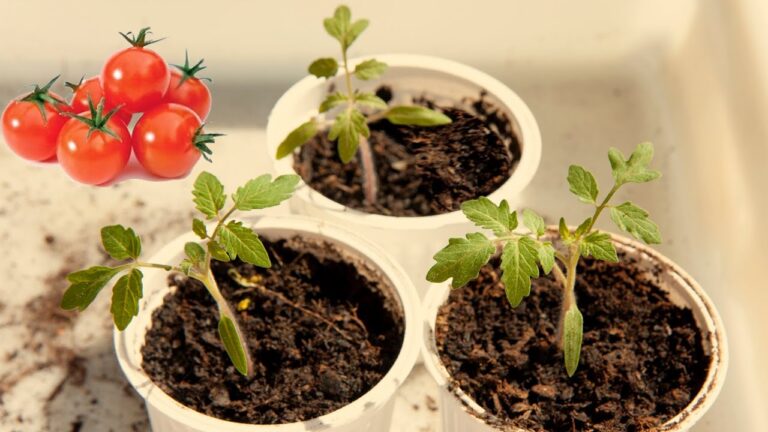 Como germinar semillas de tomate cereza