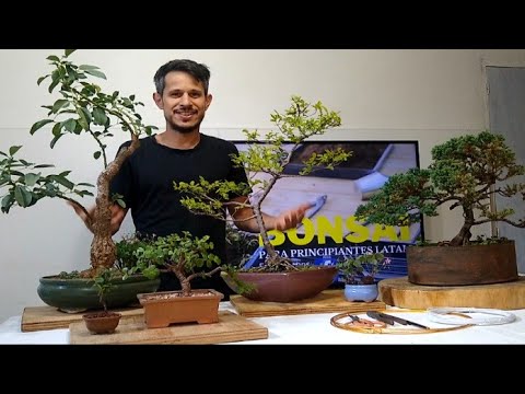 Con que plantas se puede hacer un bonsai