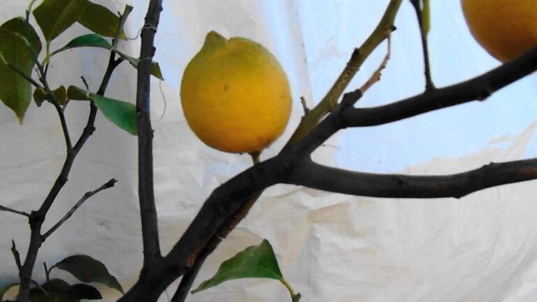 Como se poda un limonero en maceta