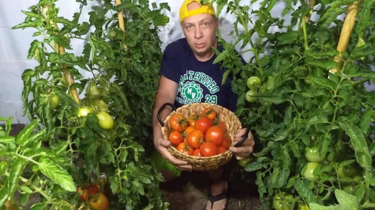 Cuando cortar los tomates de la planta