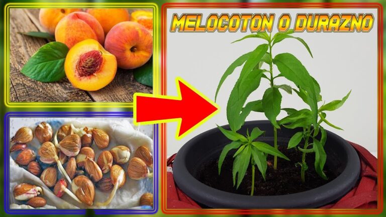 Como plantar una semilla de durazno en maceta