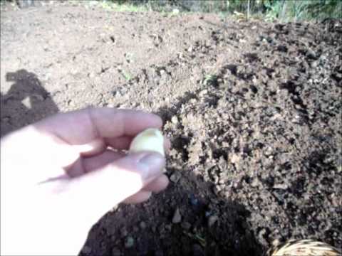 Como plantar ajos en galicia