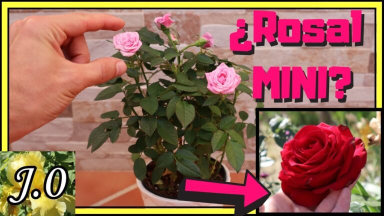 Como podar un rosal mini