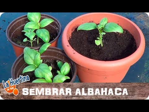 Como se hace para plantar albahaca