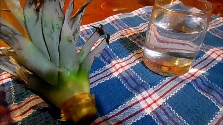 Como plantar ananás en vaso