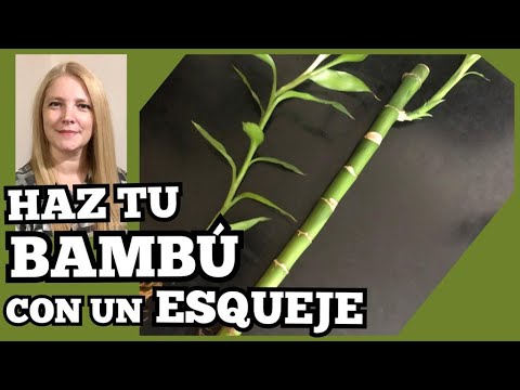 Como hacer esquejes de bambu de la suerte