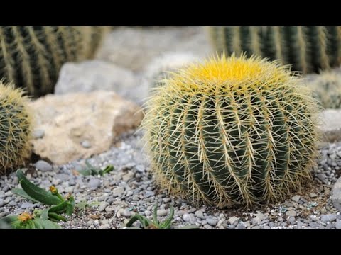 Como hacer un cantero para cactus