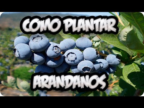 Como plantar un arbol de arandanos